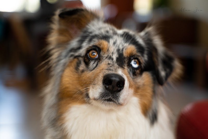 élevage de chiens bergers - photo 1