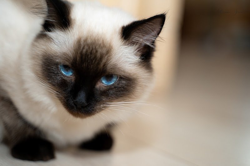 élevage de chiens bergers - photo 2