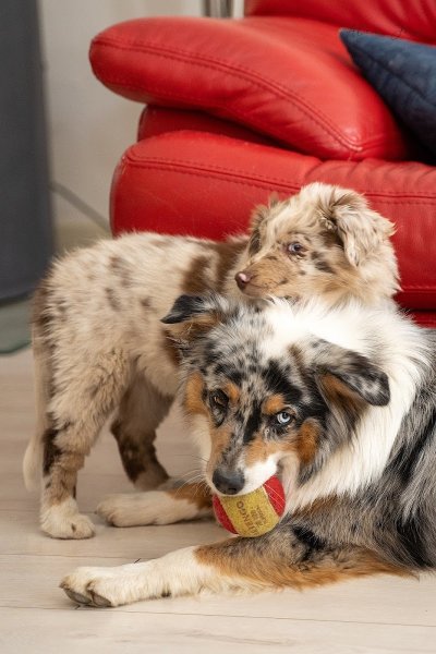 élevage de chiens bergers - photo 3