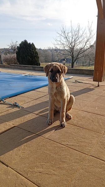 NEOCANIN - Educateur comportementaliste canin à Sarrebourg, Dieuze, Phalsbourg - photo 2