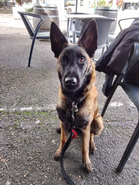 NEOCANIN - Educateur comportementaliste canin à Sarrebourg, Dieuze, Phalsbourg - photo 3
