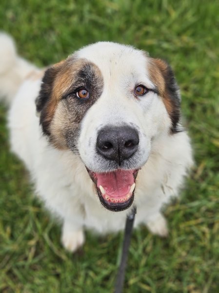 La Sphère Canine - photo 2