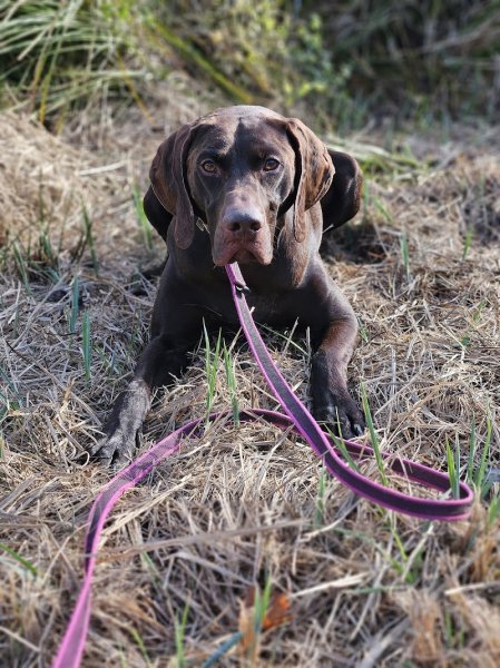 La Sphère Canine - photo 3