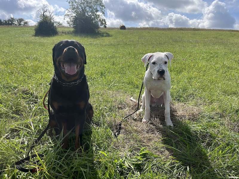 La Patte Blanche : Educateur comportementaliste canin