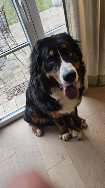 Espoir Canin - photo 2