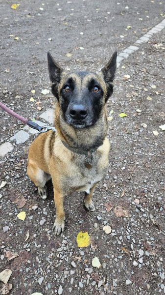 Espoir Canin - photo 3