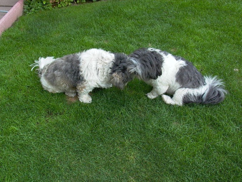 Esthéty Chien Sabine lefort - photo 2