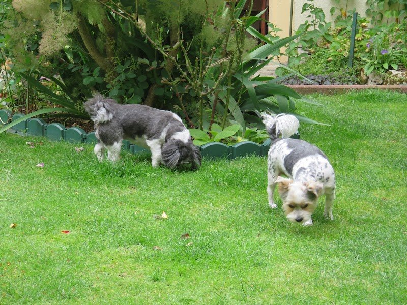 Esthéty Chien Sabine lefort - photo 3