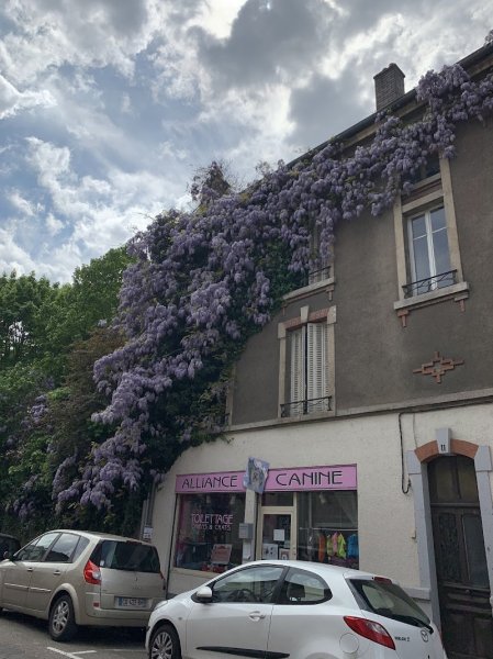 Alliance Canine - photo 1