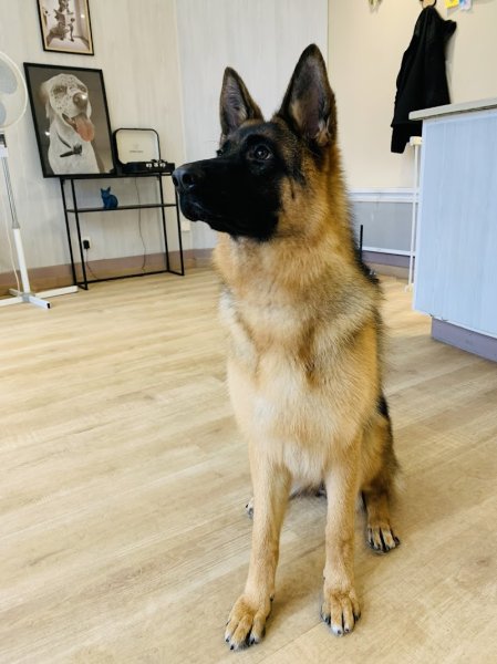 Le Chien Bleu - photo 2