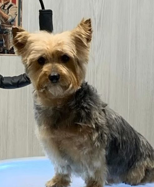 Le Chien Bleu - photo 3