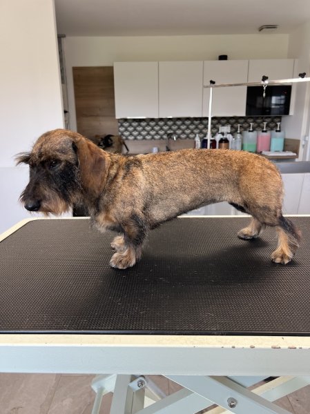 INSTITUT CANIN - Salon de toilettage et bien-être - photo 3