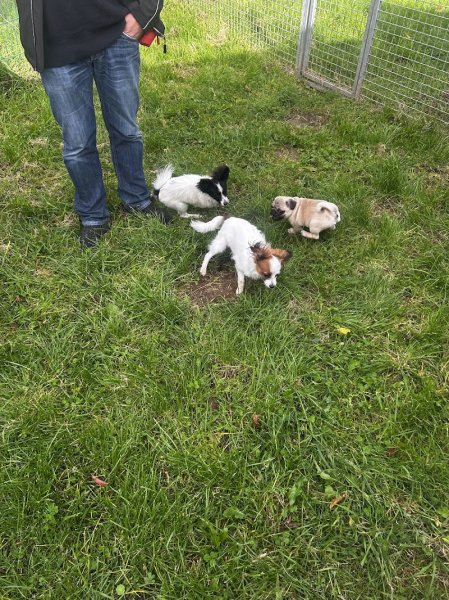 Training Club Canin de Thionville - photo 2