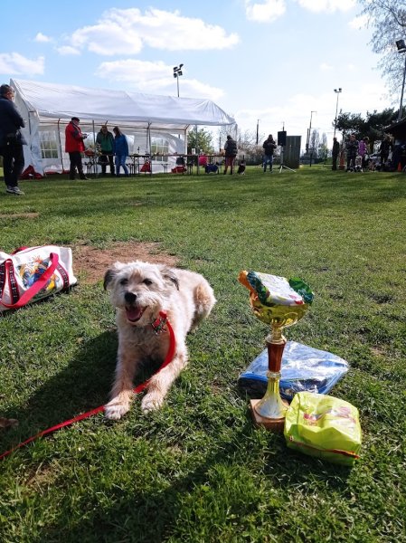 Training Club Canin de Thionville - photo 3