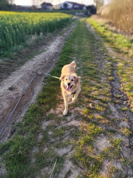 Mon apprentissage pas à pattes / Le domaine des charbons ardents - Educatrice et comportementaliste canin - naturopathe canin
