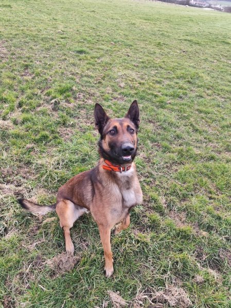 Mon apprentissage pas à pattes / Le domaine des charbons ardents - Educatrice et comportementaliste canin - naturopathe canin - photo 2