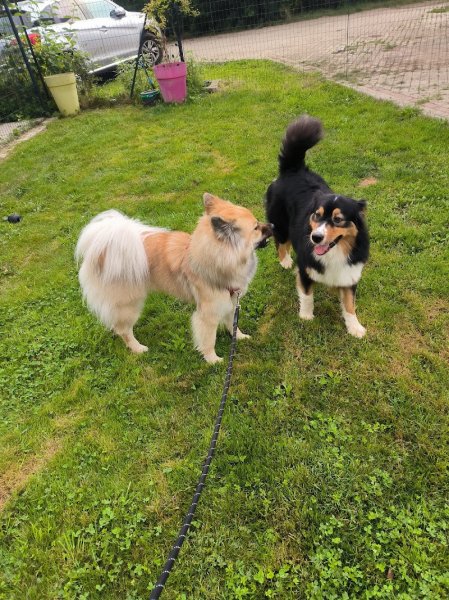 Mon apprentissage pas à pattes / Le domaine des charbons ardents - Educatrice et comportementaliste canin - naturopathe canin - photo 3