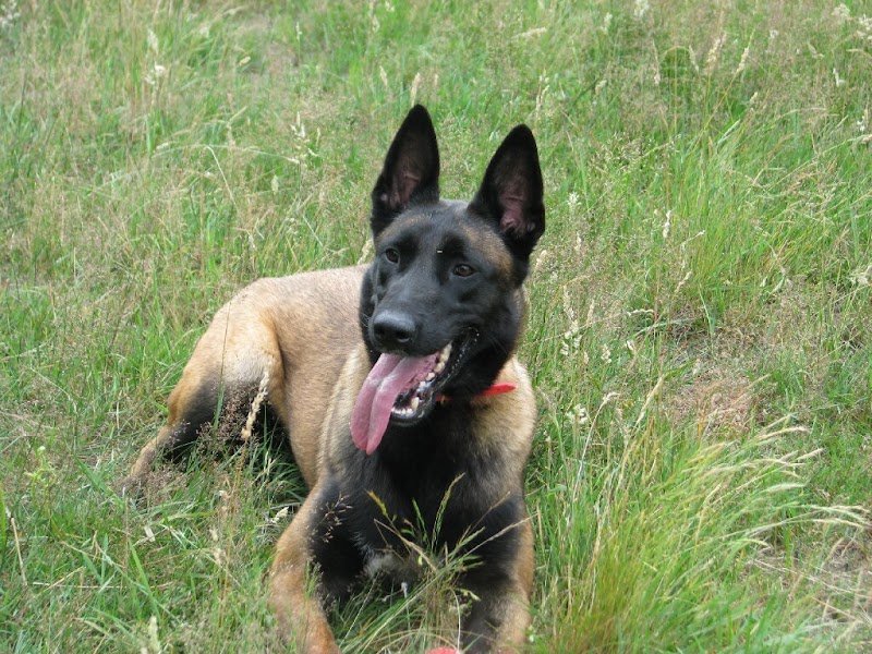 Club Canin de Saint-Avold - photo 1