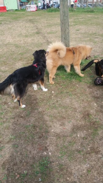 Club Canin de Saint-Avold - photo 3