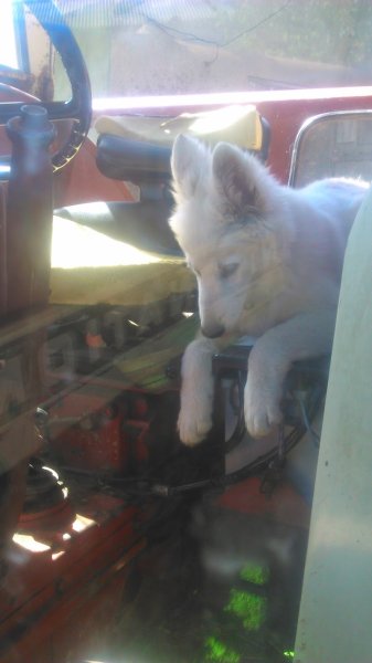 MADINE DOGLAND - photo 1