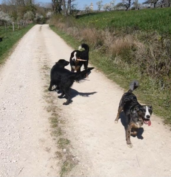 Une Nounou pour mon chien - photo 1