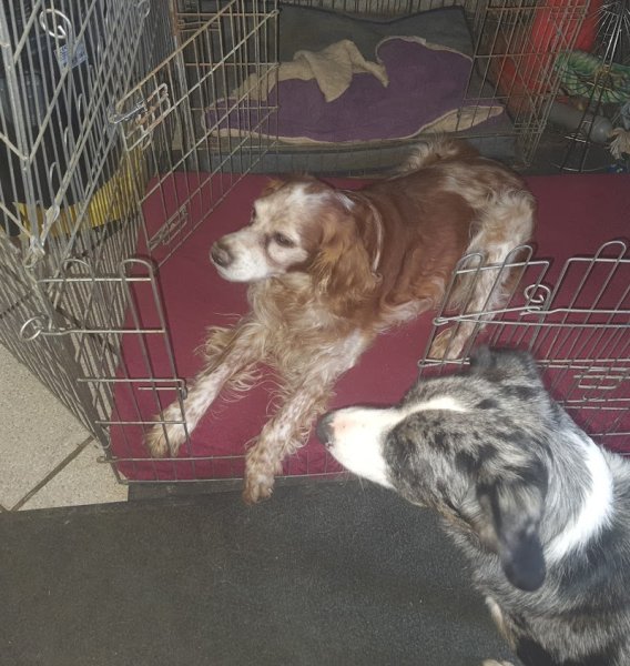 Une Nounou pour mon chien - photo 2