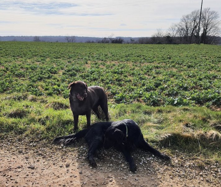 Une Nounou pour mon chien - photo 3