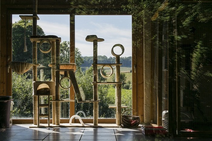 Peace & Dog - photo 3