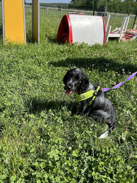 Club d'Education Canine Distroff (C.E.C Distroff) - photo 2