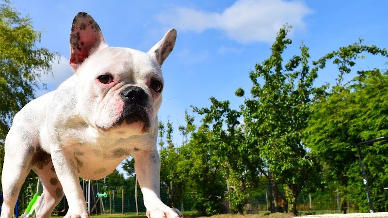 Chez Julie et Compagnie | Pension canine Manche | Julie Lemoussu - photo 3