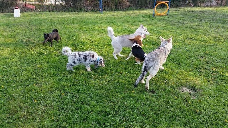 4 Pattes Educ Comportement et éducation canine en méthodes respectueuses chiots/chiens