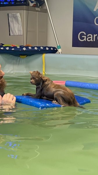 Perfect dog - photo 2