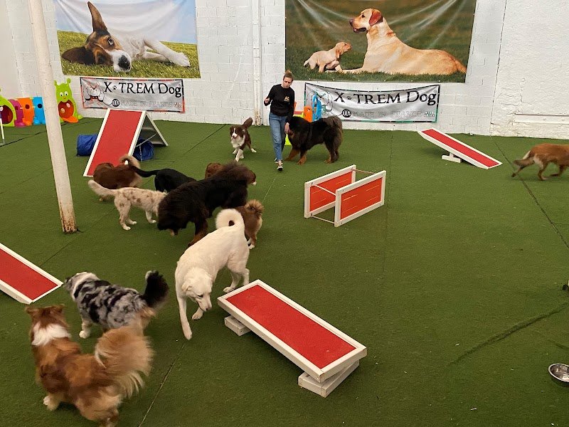 Perfect dog - photo 3