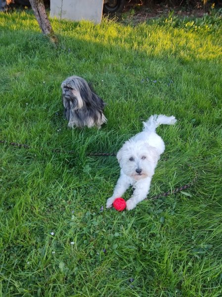 Angiedog's éducation - photo 3