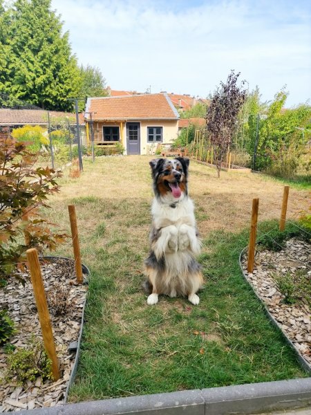 Aséduc & Co - Educateur comportementaliste canin - photo 3