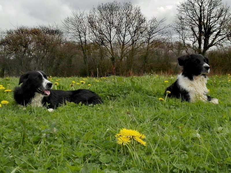 Et Si On Parlait Chien