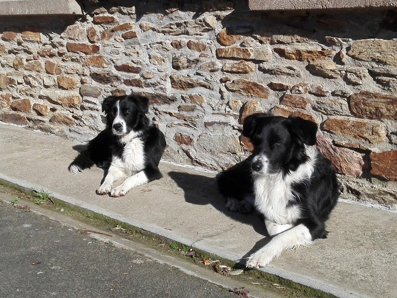 Et Si On Parlait Chien - photo 2