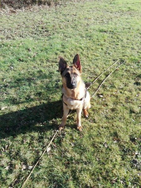 Et Si On Parlait Chien - photo 3