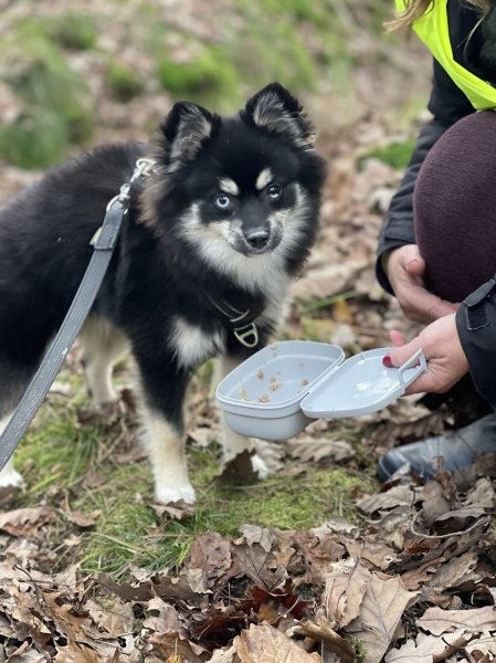 Dog Évolution - photo 1