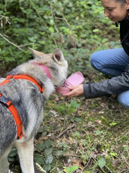 Dog Évolution - photo 3