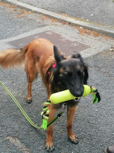 Armonimal - Educateur Comportementaliste Canin Metz