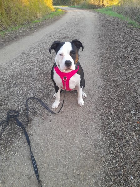 Armonimal - Educateur Comportementaliste Canin Metz - photo 2