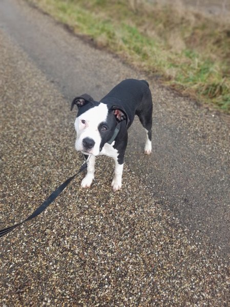 Armonimal - Educateur Comportementaliste Canin Metz - photo 3