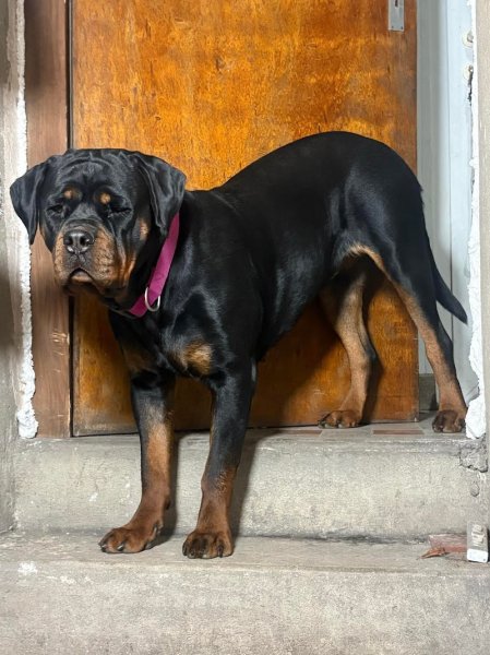 Seb Dog Educ 57 comportementaliste canin