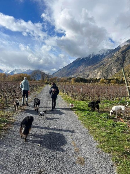 Le chien serein - photo 1