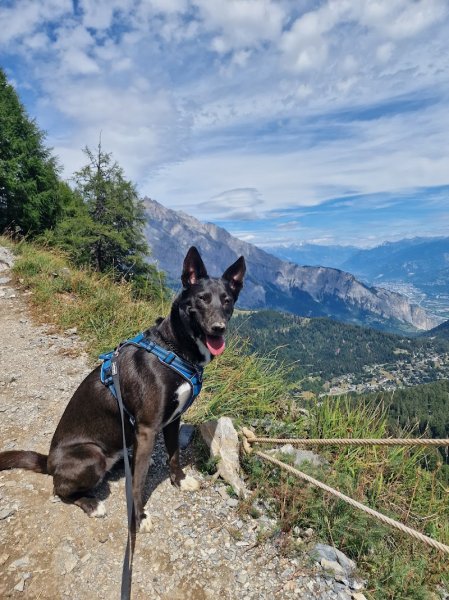 Le chien serein - photo 3