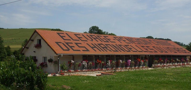 Elevage Canin des Hirondelles du Voyage - photo 1