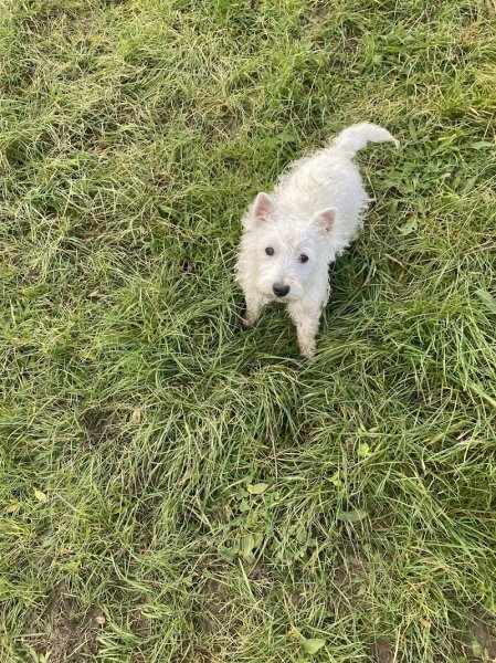 Elevage Canin des Hirondelles du Voyage - photo 2