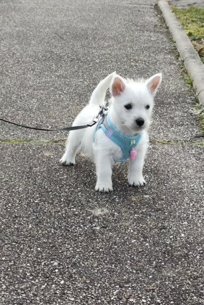 Elevage Canin des Hirondelles du Voyage - photo 3