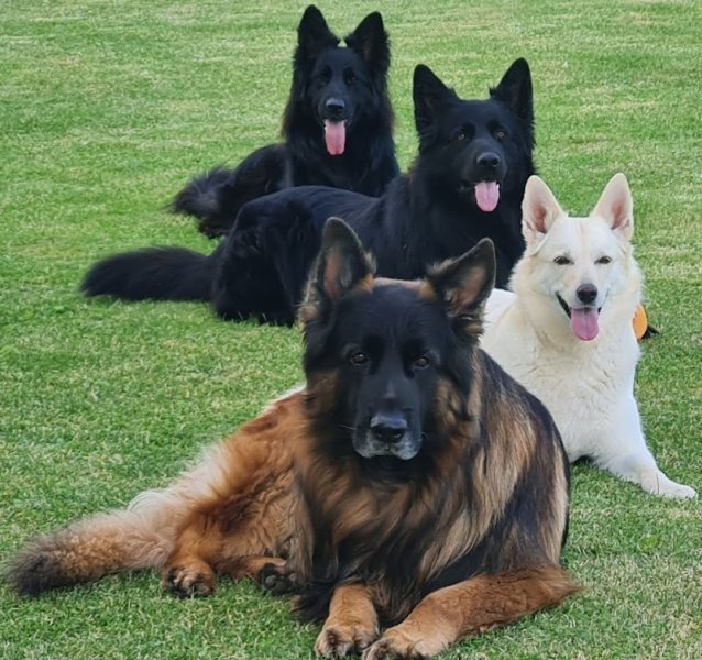 dog's academy 67 - photo 2